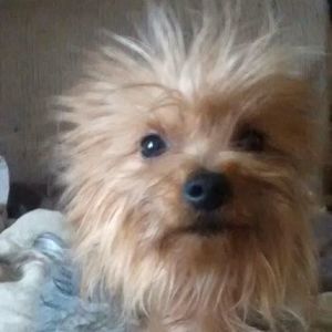 Meet your Posher, Janice